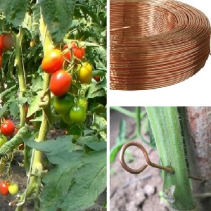 Sauvetage avec du fil de cuivre contre le mildiou sur les tomates - mythe ou réalité: analyse complète