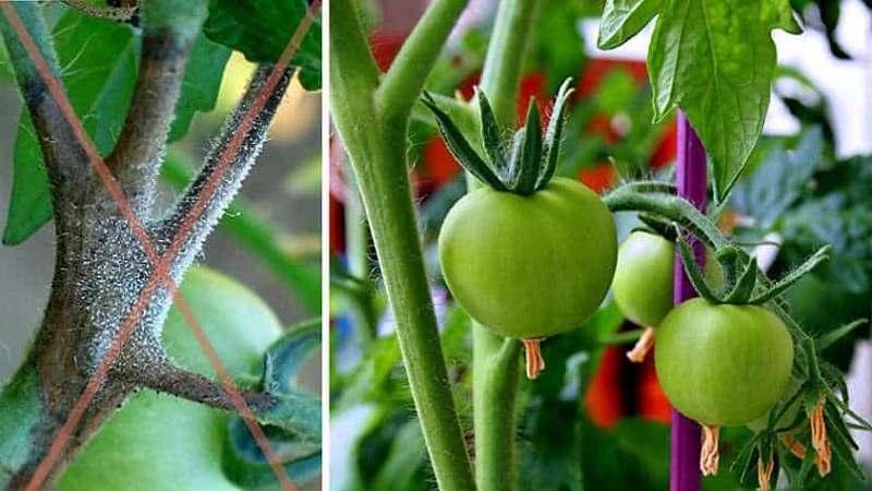 Sauvetage avec du fil de cuivre contre le mildiou sur les tomates - mythe ou réalité: analyse complète