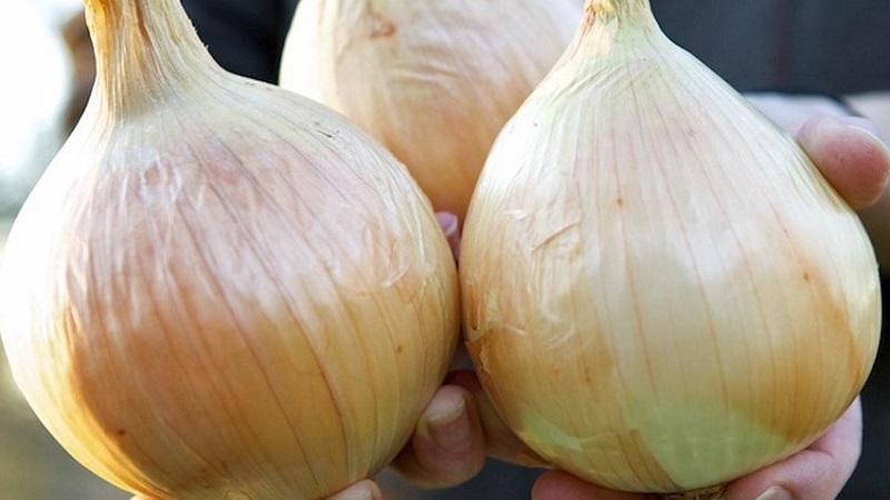 Oignon moyen tardif à très grosses têtes Exible