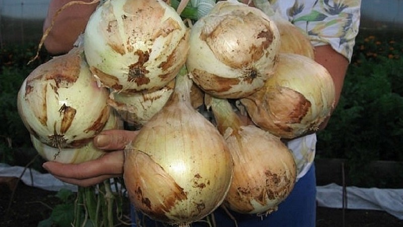 Oignon moyen tardif à très grosses têtes Exible