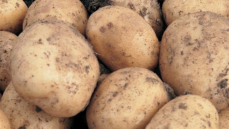 Père Noël aux pommes de terre à haut rendement mi-précoce