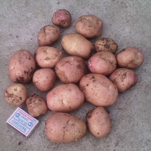 Variété de pomme de terre de mi-saison Ryabinushka à peau rosée