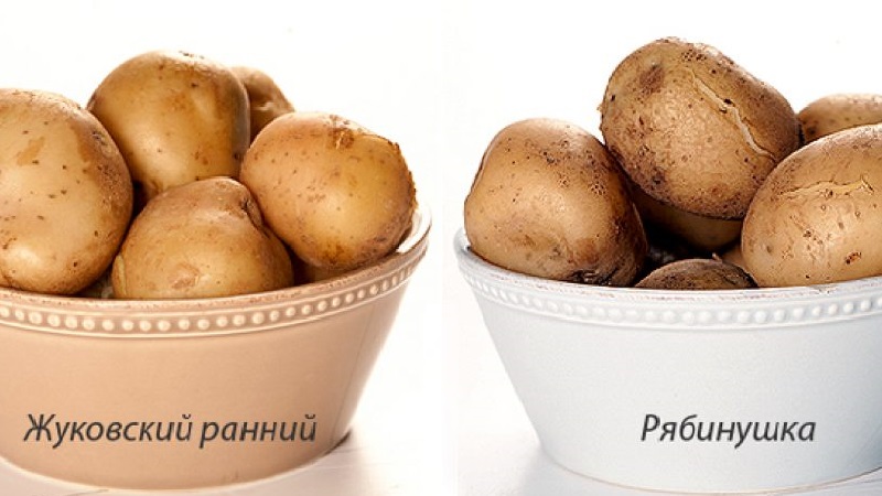 Variété de pomme de terre de mi-saison Ryabinushka à peau rosée