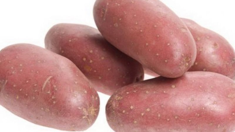 Variété de pomme de terre de mi-saison Ryabinushka à peau rosée
