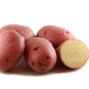 Variété de pomme de terre de mi-saison Ryabinushka à peau rosée