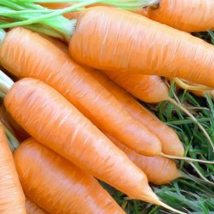 Variété de carotte de mi-saison à haut rendement: Moscou hiver A 515