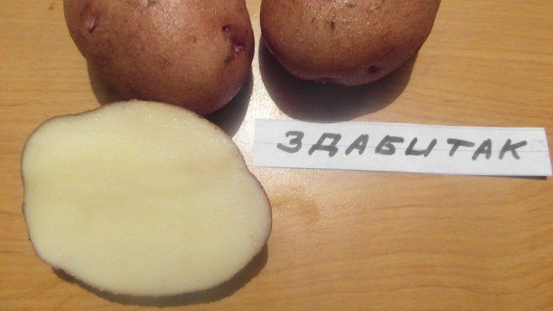 Variété de pomme de terre de table mi-saison Zdabytak avec tubercules ovales allongés