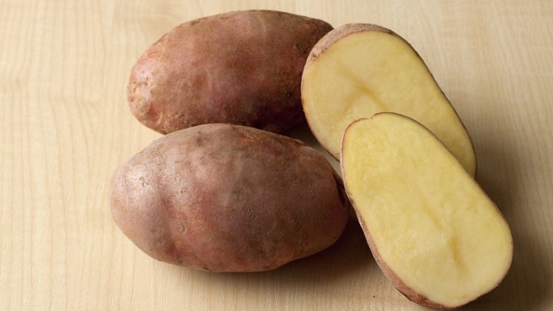 Variété de pomme de terre de table mi-saison Zdabytak avec tubercules ovales allongés