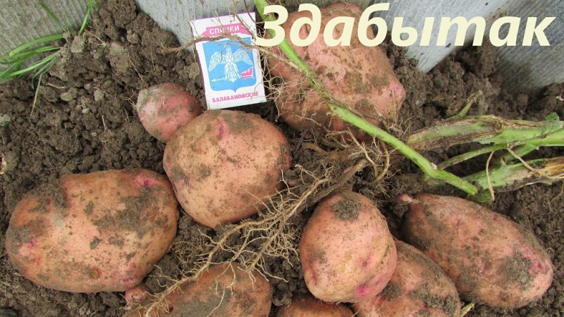 Variété de pomme de terre de table mi-saison Zdabytak avec tubercules ovales allongés
