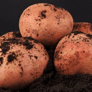 Variété de pomme de terre de table mi-saison Zdabytak avec tubercules ovales allongés