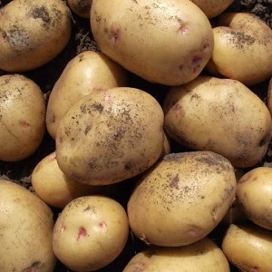 Krepish de pomme de terre de table pour un climat tempéré