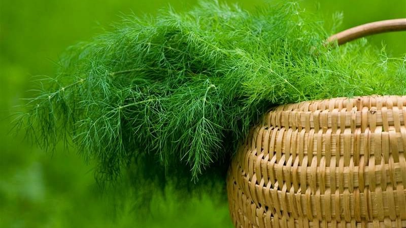 L'aneth est un légume ou non: caractéristiques et description de la plante