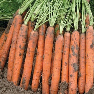 Hybride ultra-précoce et sans prétention de carottes Napoli F1