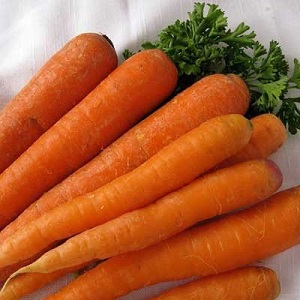 Hybride ultra-précoce et sans prétention de carottes Napoli F1