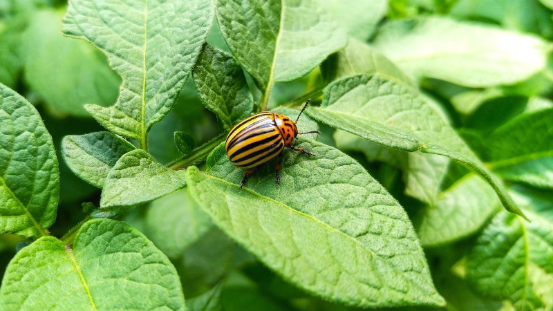 Variété de pomme de terre sans prétention Tôt le matin: même les débutants peuvent cultiver