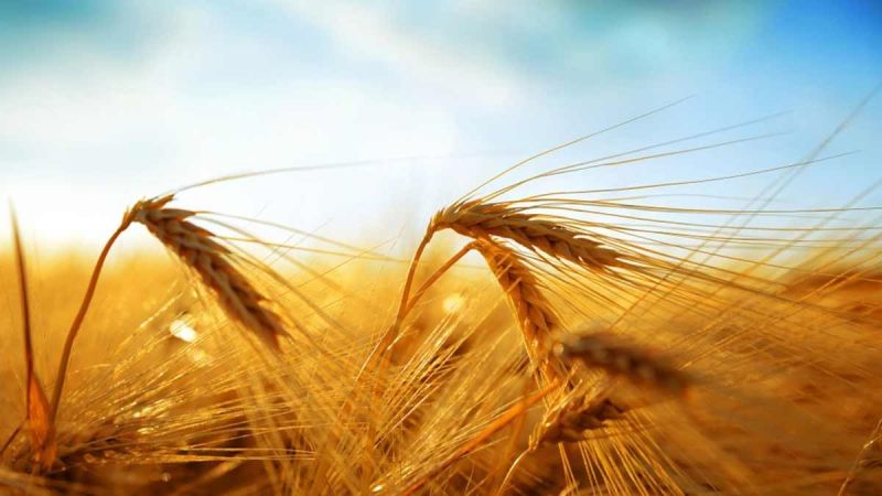 La différence fondamentale entre l'avoine et l'orge