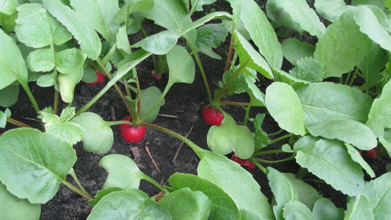 Technologie de culture de radis de A à Z pour les jardiniers débutants