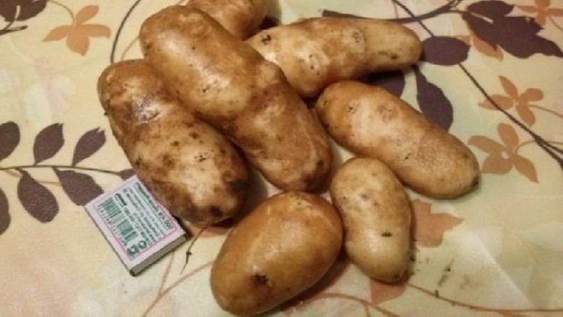 Variété de pommes de terre de table à haut rendement et sans prétention Innovator