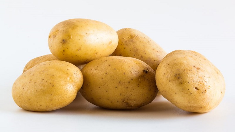 Variété de pommes de terre à haut rendement Agriculteur à faible entretien