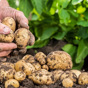 Variété de pommes de terre à haut rendement Agriculteur à faible entretien