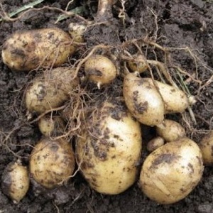 Variété de pommes de terre à haut rendement Agriculteur à faible entretien