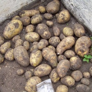 Variété de pommes de terre à haut rendement Agriculteur à faible entretien