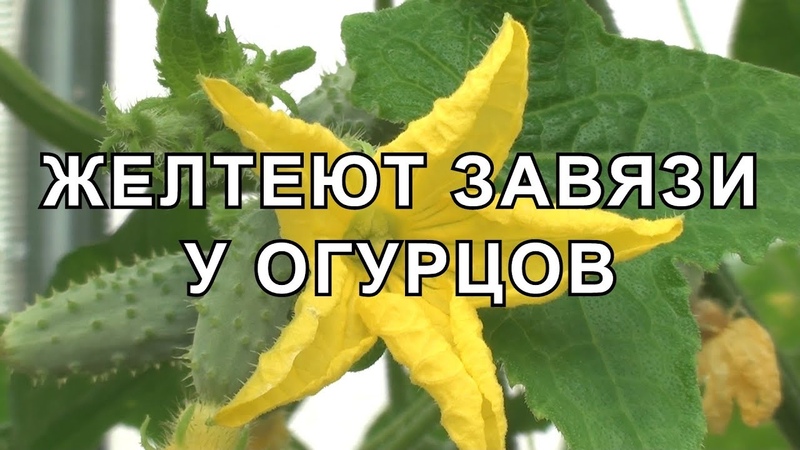 Que faire si les ovaires de concombre jaunissent dans la serre