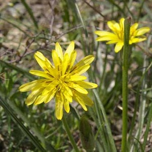 Qu'est-ce que le jus de carotte noire: culture, préparation et application