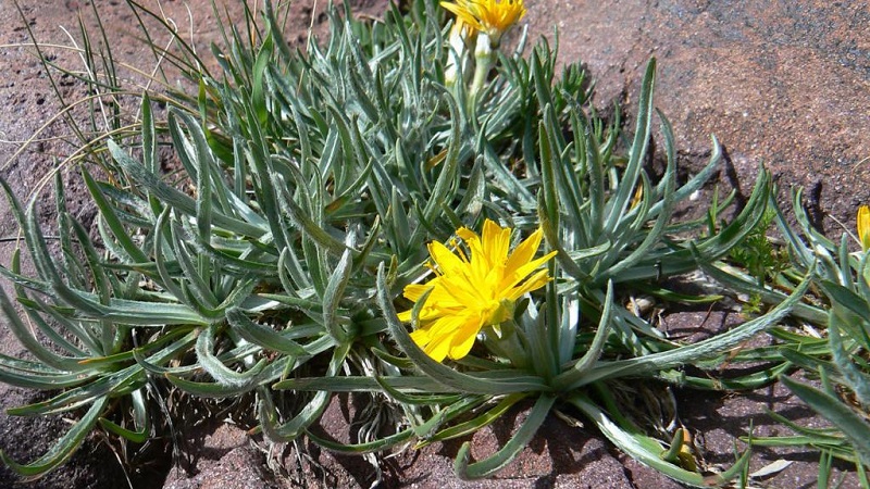 Qu'est-ce que le jus de carotte noire: culture, préparation et application