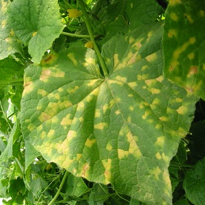 Nous sauvons les concombres des maladies et des ravageurs: recommandations importantes