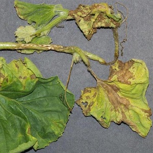 Nous sauvons les concombres des maladies et des ravageurs: recommandations importantes