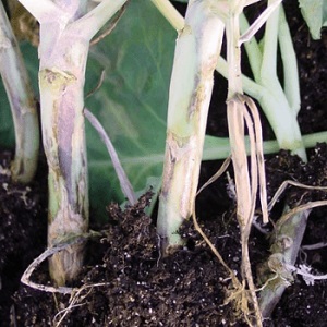 Nous sauvons les concombres des maladies et des ravageurs: recommandations importantes