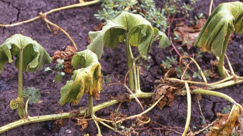 Nous sauvons les concombres des maladies et des ravageurs: recommandations importantes