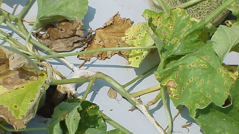 Nous sauvons les concombres des maladies et des ravageurs: recommandations importantes