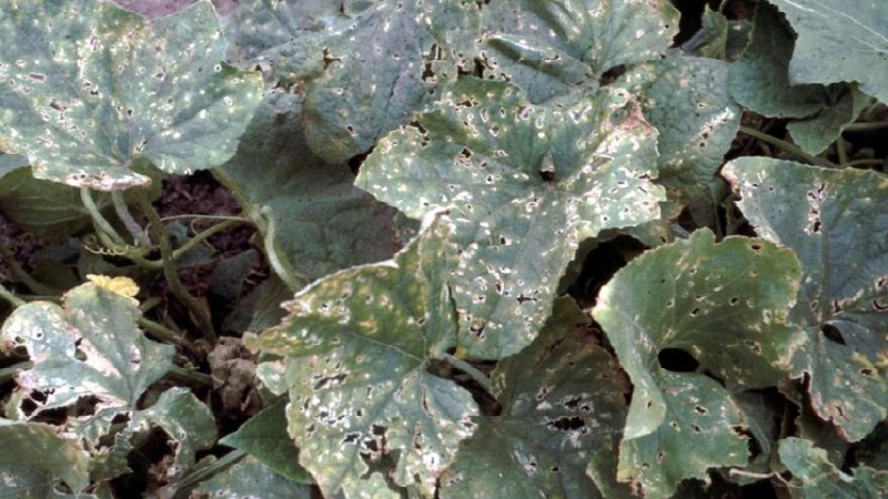 Nous sauvons les concombres des maladies et des ravageurs: recommandations importantes