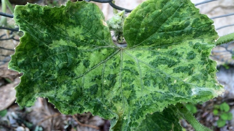 Nous sauvons les concombres des maladies et des ravageurs: recommandations importantes