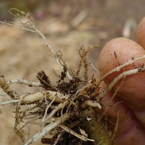 Nous sauvons les concombres des maladies et des ravageurs: recommandations importantes