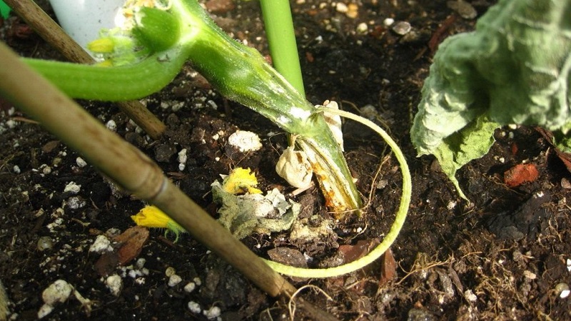 Nous sauvons les concombres des maladies et des ravageurs: recommandations importantes