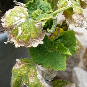 Nous sauvons les concombres des maladies et des ravageurs: recommandations importantes