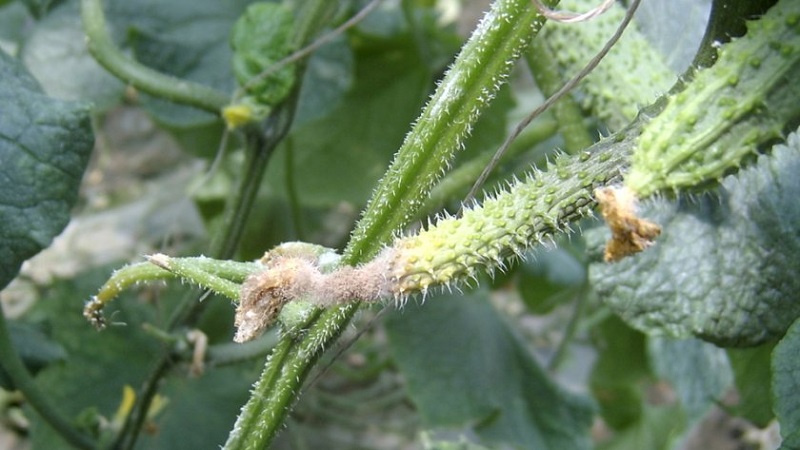 Nous sauvons les concombres des maladies et des ravageurs: recommandations importantes