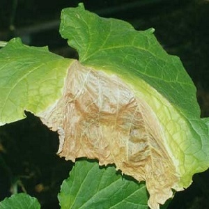 Nous sauvons les concombres des maladies et des ravageurs: recommandations importantes