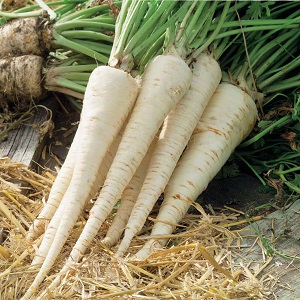 Guérison de la racine de persil: propriétés médicinales et contre-indications