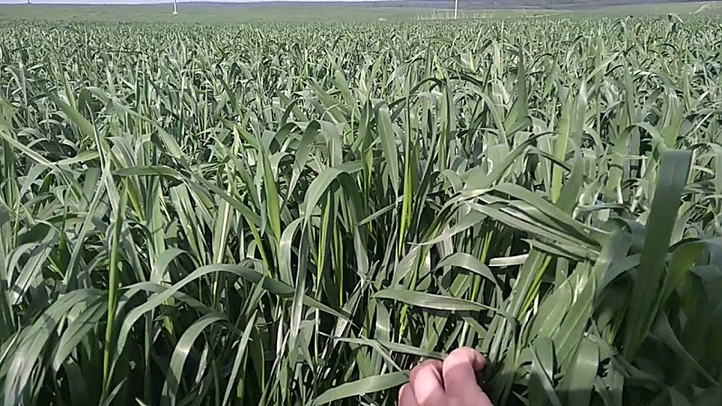 Aperçu de la variété de blé d'hiver Yuka