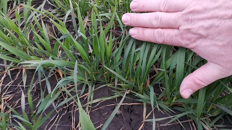 Aperçu de la variété de blé d'hiver Yuka
