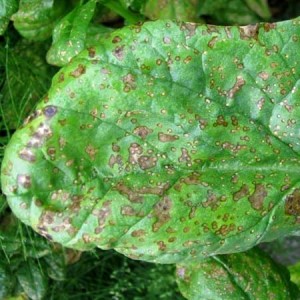 Quelles sont les maladies du poivron doux: méthodes pour les traiter et photos de feuilles