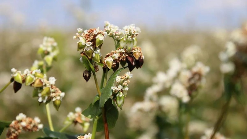 Pourquoi le sarrasin est-il si aimé en Russie et pourquoi les étrangers n'en mangent pas?
