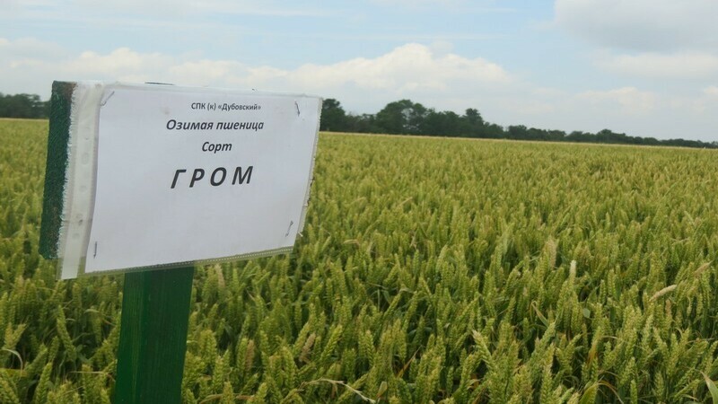 Pourquoi la variété de blé Thunder est-elle bonne et quelles sont ses caractéristiques