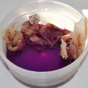 Comment faire face aux maladies et aux ravageurs des carottes