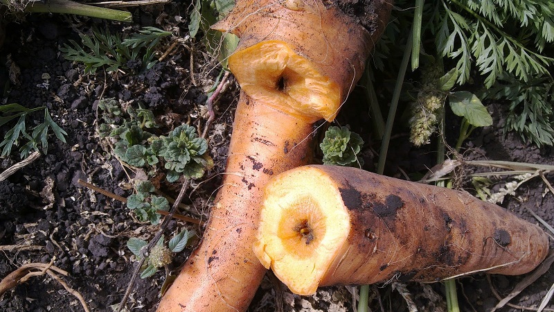 Comment faire face aux maladies et aux ravageurs des carottes