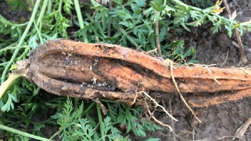 Comment faire face aux maladies et aux ravageurs des carottes